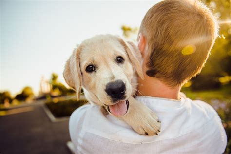 Can you ship puppies, and what does it mean for the future of pet ownership?