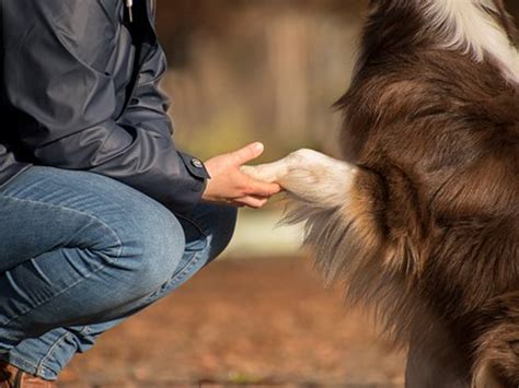 ドッグラン diy: 犬と人間の絆を深める創造的な空間