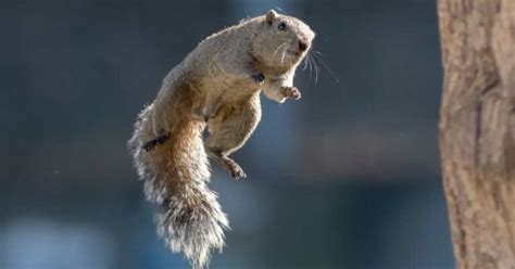 How Fast Does a Drone Fly: And Why Do Squirrels Always Win the Race?