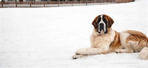 セントバーナード 子犬：雪山の英雄と家庭の癒し