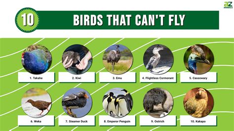 Who is responsible for making sure a drone does not fly too high? And why do birds suddenly disappear when drones ascend?